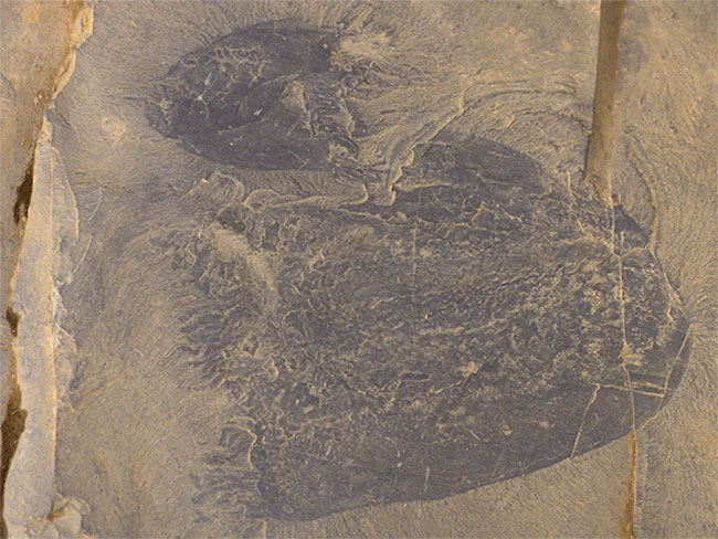 Hóa thạch sứa Burgessomedusa phasmiformis.
