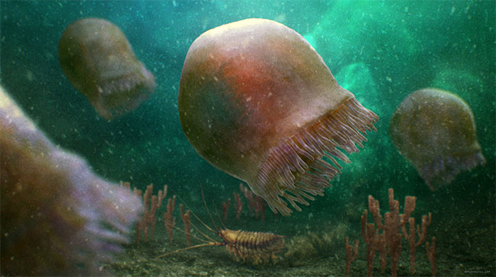 Phục dựng hình ảnh sứa  Burgessomedusa phasmiformis. (Ảnh: Christian-McCall).