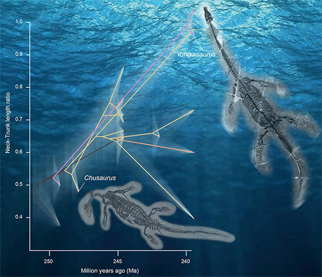 Biểu đồ cho thấy cách các quái vật tổ tiên đã tiến hóa cực nhanh để tạo ra nhóm thằn lằn cổ rắn kinh dị - (Ảnh: Qi-Ling Liu).