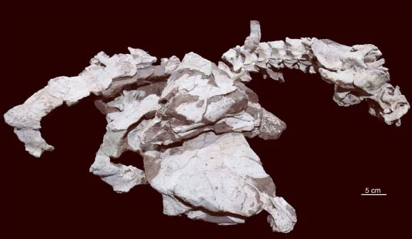 Hóa thạch một phần của Datai yingliangis - (Ảnh: Xing và các cộng sự).