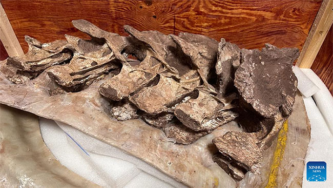 Hóa thạch xương khủng long niên đại 90 triệu năm trước được phát hiện tại Trung Quốc. (Ảnh: Xinhua).