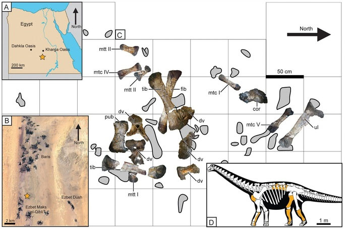 Các mảnh hóa thạch của Igai Semkhu được thu thập từ Ai Cập - (Ảnh: JOURNAL OF VERTEBRATE PALEONTOLOGY)