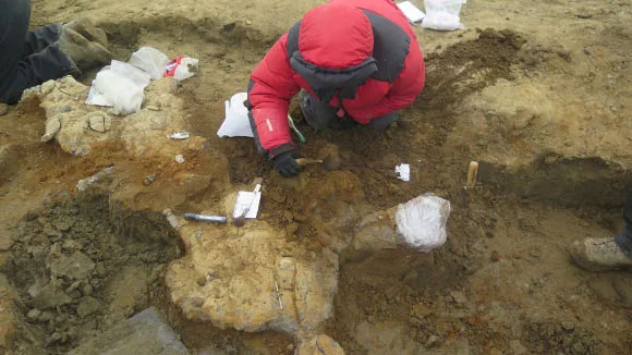Một nhà cổ sinh vật học khai quật các mẩu xương của con thủy quái - (Ảnh: Journal of Systematic Palaeontology)