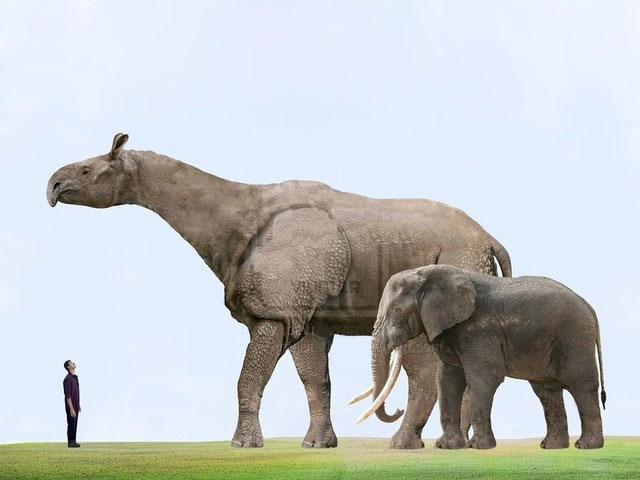 Paraceratherium có họ hàng gần với tê giác ngày nay. Tuy nhiên, chúng có kích thước lớn hơn nhiều và thiếu sừng. Paraceratherium sở hữu chiếc cổ dài 2 đến 2,5 mét (6,6 đến 8,2 feet), giúp nó dễ dàng với tới những tán lá cây cao để kiếm ăn.