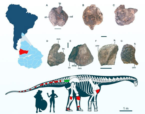 Một số phần hóa thạch được tìm thấy - (Ảnh: Cretaceous Research).