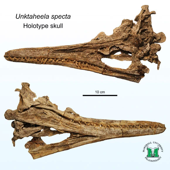 Hai hộp sọ được khai quật ở Mỹ - (Ảnh: CRETACEOUS RESEARCH).