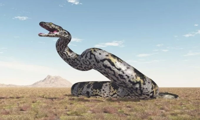 Vasuki Indicus có thể cạnh tranh danh hiệu rắn lớn nhất hành tinh với Titanoboa. (Ảnh: iStock).