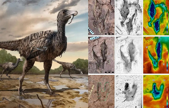 Ảnh đồ họa mô tả loài khủng long mới (trái) và các hóa thạch đã được tìm thấy - (Ảnh: Yingliang/iSCIENCE)