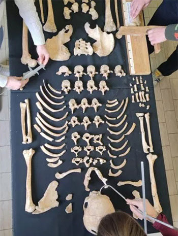 Các nhà nhân chủng học của LABANOF đang làm việc trên bộ xương khảo cổ. (Ảnh: Lucie Biehler-Gomez).