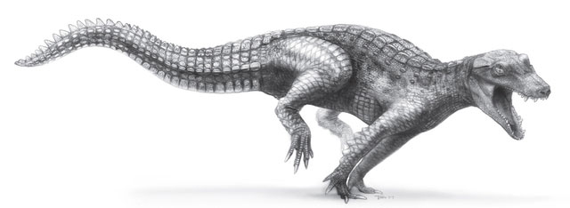 Araripesuchus wegeneri, còn được gọi là 