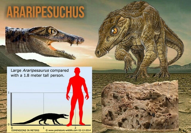 Araripesuchus rattoides, còn được gọi là 