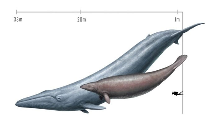 So sánh kích thước của cá voi xanh, cá voi Perucetus đã tuyệt chủng và con người. (Ảnh: Cullen Townsend)