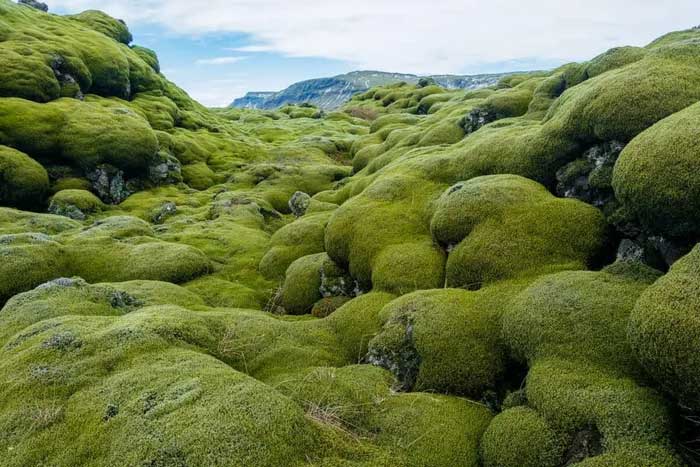 Vụ phun trào quan trọng trong lịch sử Iceland đã gây ra những hậu quả sâu rộng, ảnh hưởng đến môi trường địa phương và khí hậu toàn cầu. (Ảnh: iamreykjavik).