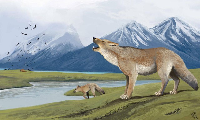 Dusicyon avus là một loài cerdocyonine canid đã tuyệt chủng thuộc chi Dusicyon, có nguồn gốc từ Nam Mỹ trong thế Pleistocene và Holocene. Nó có kích thước từ trung bình đến lớn, cỡ bằng một con chó chăn cừu Đức. Nó có quan hệ họ hàng gần gũi với loài sói quần đảo Falkland, có nguồn gốc từ quần thể D. avus. Phạm vi phân bố của Dusicyon avus kéo dài qua Pampas và Patagonia ở phía nam và trung tâm Nam Mỹ, với phạm vi ước tính khoảng 762.351km².