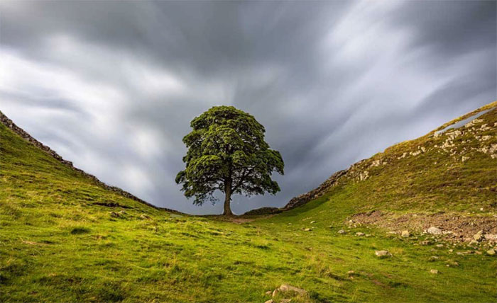 Cây Sycamore Gap được chụp ảnh nhiều nhất Vương quốc Anh - (Ảnh: GETTY IMAGES).