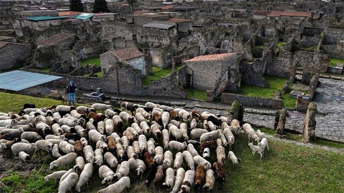 Nuôi cừu là cách bảo vệ những tàn tích ở Pompeii. (Ảnh: REUTERS)