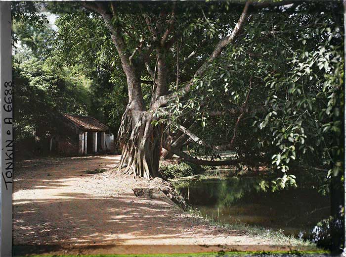 Cây đa và bến nước ở làng Mậu Lương, nay thuộc phường Kiến Hưng, quận Hà Đông, Hà Nội.