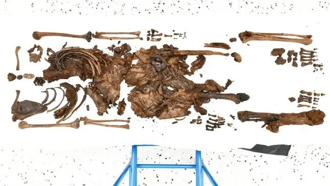 Mặc dù cơ quan chức năng đã tìm thấy phần lớn bộ xương nhưng hộp sọ vẫn bị mất. (Ảnh: Sở cảnh sát Bắc Ireland).