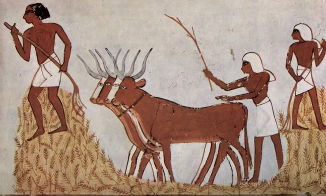 Minh họa việc đập lúa ở Ai Cập cổ đại. (Ảnh: Wikimedia Commons).