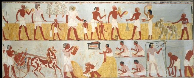 Hình vẽ về cảnh thu hoạch trong một lăng mộ cổ đại. (Ảnh: Wikimedia Commons).