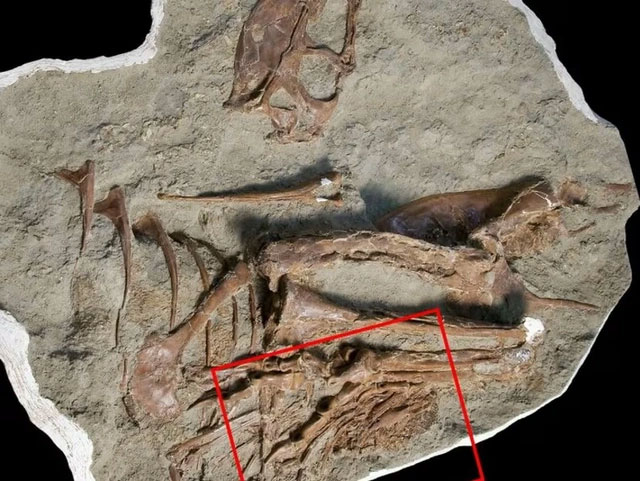 Con mồi còn nguyên vẹn trong dạ dày của hóa thạch khủng long. (Ảnh: Reuters).