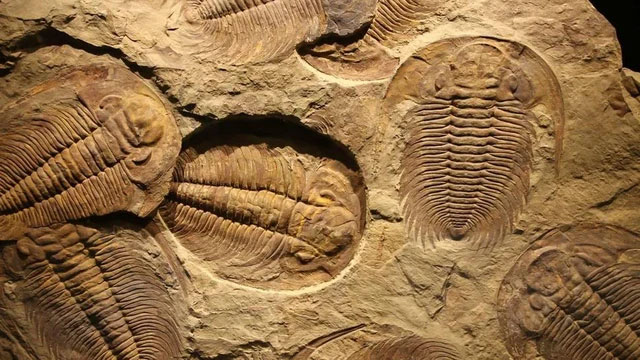 Hóa thạch một số sinh vật kỳ ảo kỷ Cambri mà nghiên cứu từ Trung Quốc cho thấy đã bị 