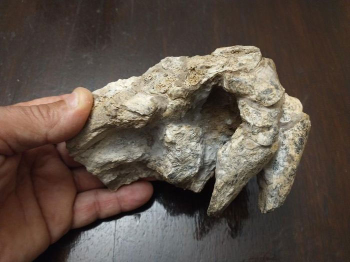 Hóa thạch tứ chi còn nguyên vẹn của loài tê tê khủng long nặng 200kg sống cách đây 500.000 năm. (Ảnh: Telam).