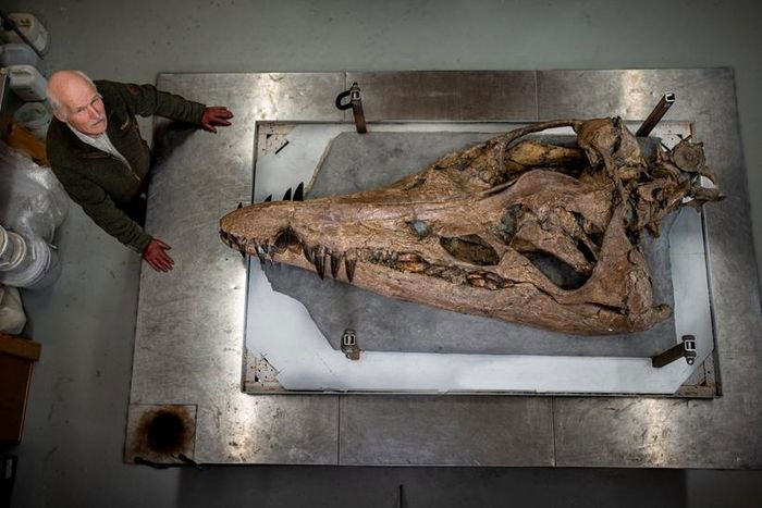  Nhà cổ sinh vật học Steve Etches với hộp sọ Pliosaurus. (Ảnh: Jonathan Amos).