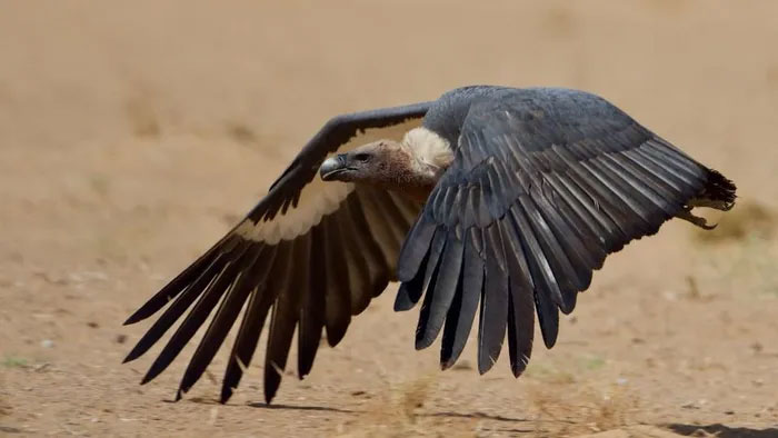 97% kền kền ở khu vực Nam Á đã biến mất, theo một khảo sát vào năm 2007. (Ảnh: Bird Count India).