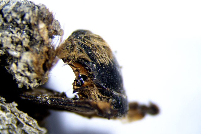 Kén ong được tìm thấy ở khu khảo cổ mới được phát hiện trên bờ biển Bồ Đào Nha. (Ảnh: ICTP)