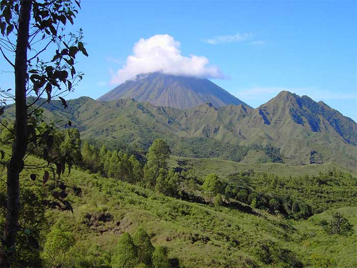 Liệu Homo floresiensis có thể tồn tại cho đến ngày nay trong các khu rừng trên đảo Flores của Indonesia? Một nhà nhân chủng học chắc chắn nghĩ như vậy.