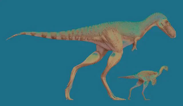 Khác biệt kích thước giữa một con khủng long Gorgosaurus và một con Citipes. (Ảnh: Reuters).
