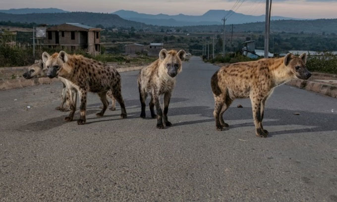 Những con linh cẩu trên đường phố Harar. (Ảnh: Guardian).