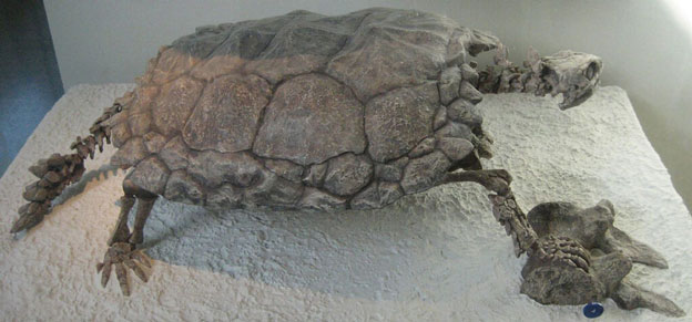 Cuối thế kỷ 19 người ta tìm thấy một con rùa hóa thạch