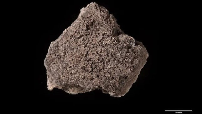 Mảnh gốm này có chứa thực phẩm cháy 5.000 năm tuổi trên đó. (Ảnh: BIAX, Hà Lan).