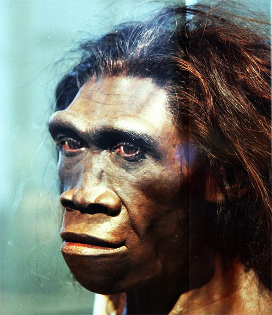 Người Homo erectus, được cho là giống người đầu tiên có khả năng nói - (Ảnh: Internet).