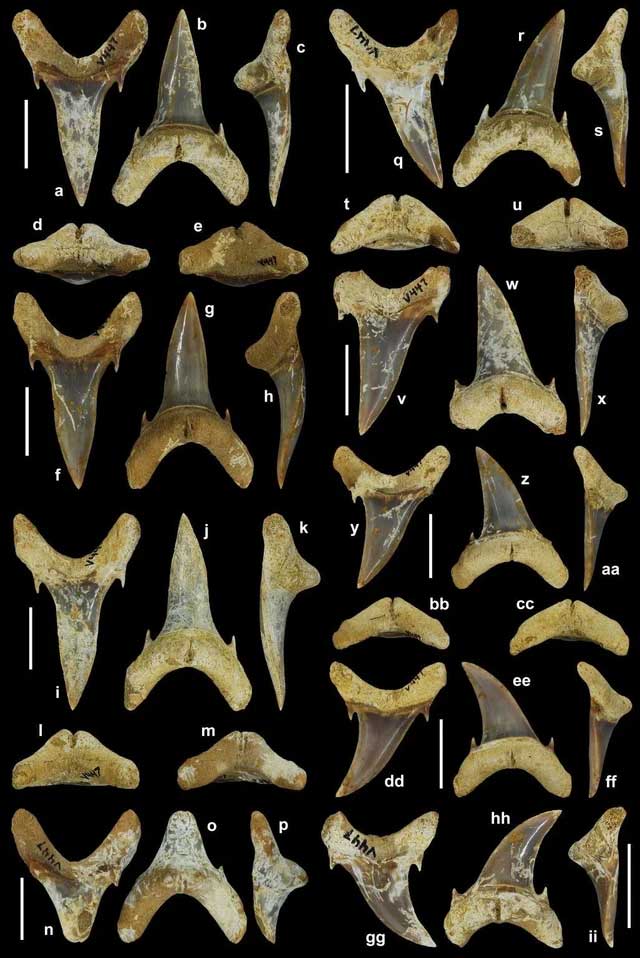Những chiếc răng hóa thạch được phát hiện ở bang Alabama - Mỹ - (Ảnh: SCITECH DAILY).