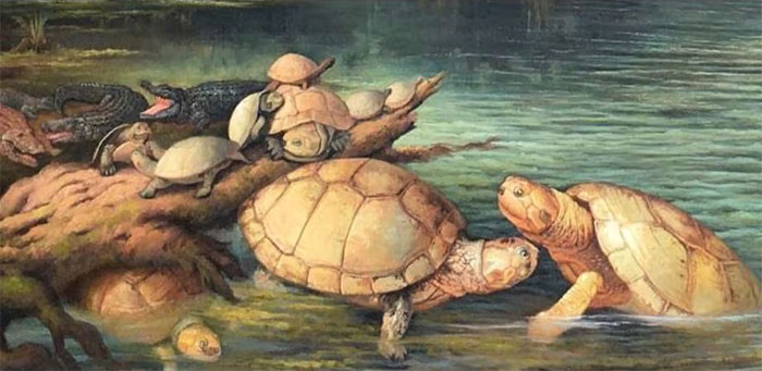  Loài rùa Puentemys mushaisaensis ước tính dài khoảng 1,5 mét. (Ảnh minh họa: Especial)
