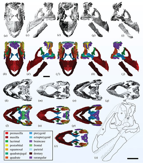 Hộp sọ của quái thú khổng lồ vừa được khai quật - (Ảnh: Royal Society Open Science).