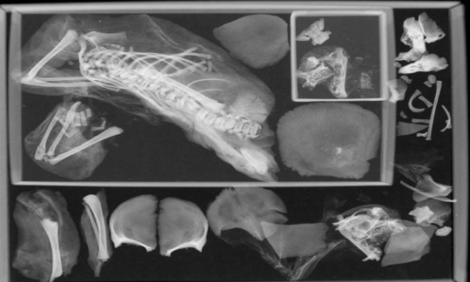 Ảnh chụp cắt lớp phôi thai trong bụng xác ướp. (Ảnh: International Journal of Osteoarchaeology).