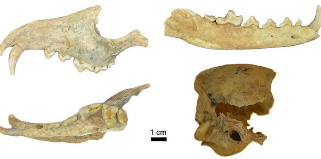 Khám phá được thực hiện tại một địa điểm khảo cổ ở tỉnh Santa Cruz, Argentina. Các nhà khảo cổ đã tìm thấy xương và răng của cáo Darwin cùng với xương người và đồ tạo tác khác. Phân tích DNA cho thấy loài cáo này không có liên quan đến bất kỳ loài thuộc họ chó nào còn sống, dù là chó nhà hay các loài cáo Nam Mỹ khác. Dữ liệu DNA này củng cố thêm ý tưởng rằng những hài cốt cào này thuộc về loài Dusicyon avus. Nó cũng bác bỏ ý tưởng trước đây cho rằng loài cáo cổ đại đã lai tạp với chó nhà được mang đến Patagonia khoảng 1.000 năm trước.